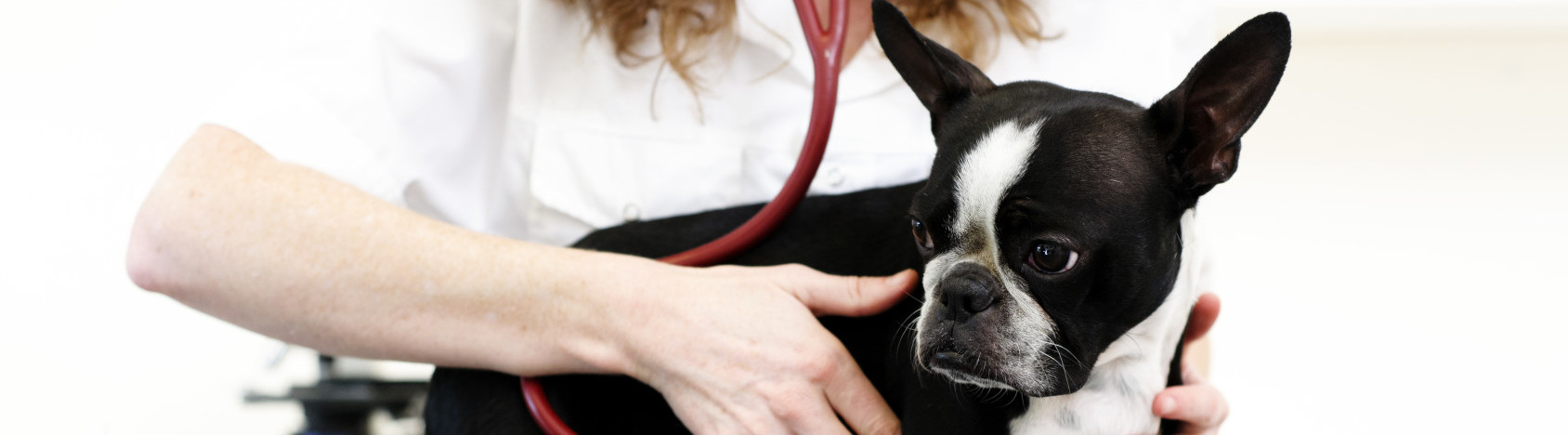 Member Practices Pet Emergency Hospital