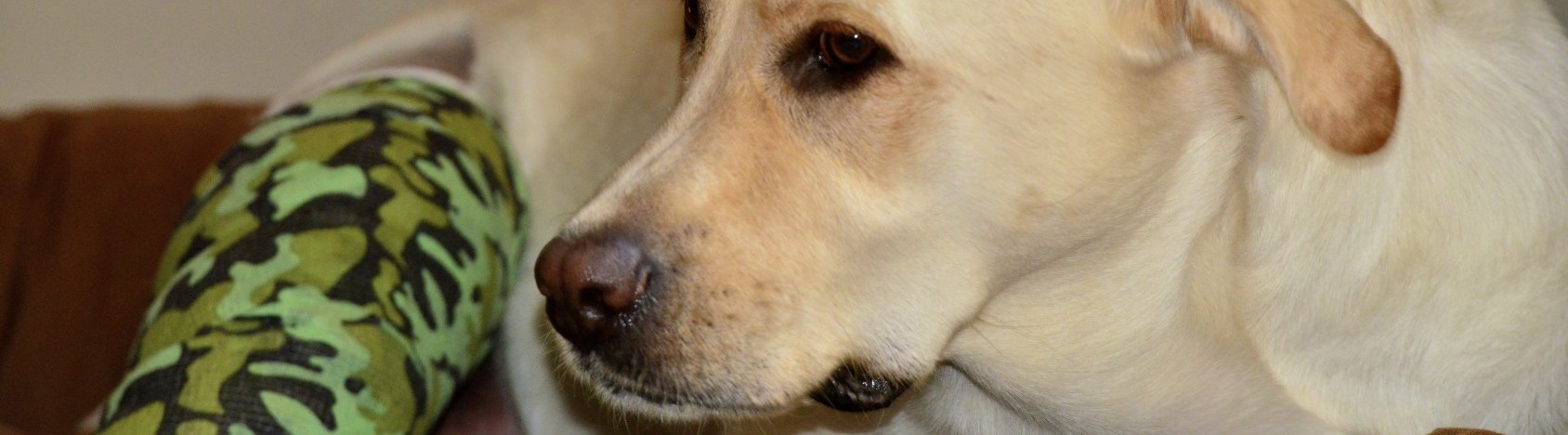 24 hour vet, a Labrador dog